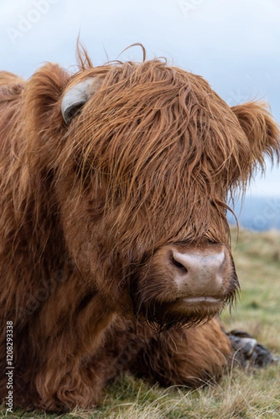 Fototapeta A close-up of a Highland cow with shaggy, reddish-brown fur lying on grassy terrain. Its large horn peeks through thick hair, with a calm expression under a cloudy sky.