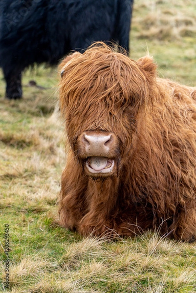 Fototapeta A Highland cow with shaggy, reddish-brown fur sits on grassy terrain, mouth slightly open revealing its teeth and tongue. A black cow stands blurred in the background.