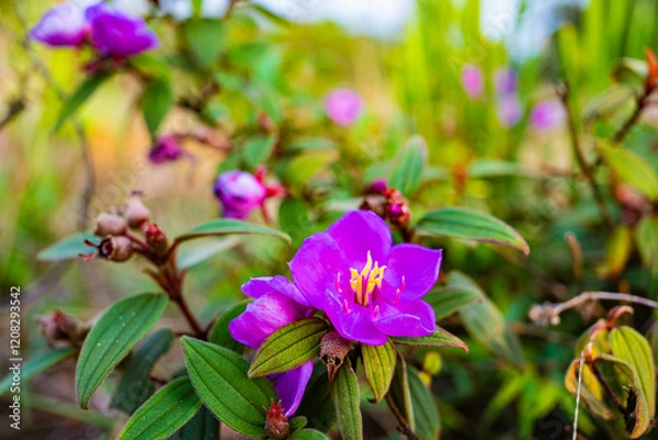 Fototapeta 山頂の花(タイ)