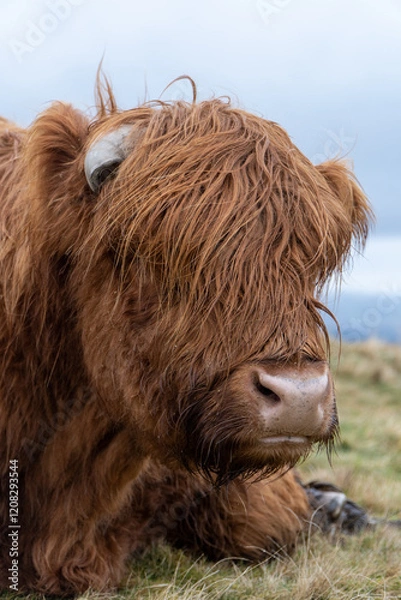Fototapeta A close-up of a Highland cow with shaggy, reddish-brown fur lying on grassy terrain. Its large horn peeks through thick hair, with a calm expression under a cloudy sky.