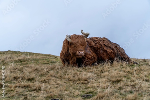Fototapeta A resting Highland cow with long, curved horns and a thick, reddish-brown shaggy coat lies on a grassy hillside under an overcast sky.