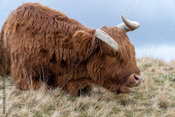 Fototapeta Close-up of a Highland cow with shaggy auburn fur and curved horns, peacefully resting on a grassy hill under a cloudy sky in the serene Scottish Highlands.