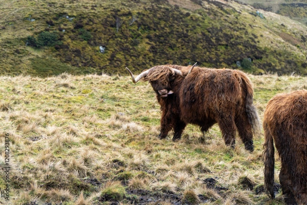 Fototapeta A Highland cow with shaggy fur and curved horns stands on a grassy hill, turning its head as the wind sweeps through the rugged, scenic landscape of the Scottish Highlands.