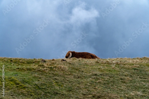 Fototapeta A Highland cow with long curved horns rests on a grassy hill under a dramatic cloudy sky, capturing the serene essence of the Scottish wilderness.