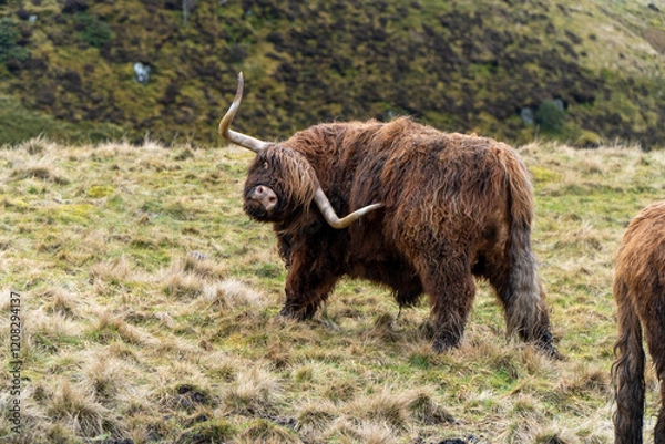 Fototapeta A Highland cow with a twisted horn stands in a grassy field, surrounded by hilly terrain. Its shaggy auburn fur contrasts with the rugged, green countryside backdrop of the Scottish Highlands.