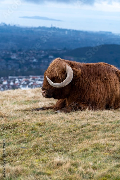 Fototapeta A Highland cow with auburn fur and curved horns rests peacefully on a grassy hill, overlooking a valley filled with homes and distant water under a cloudy sky.