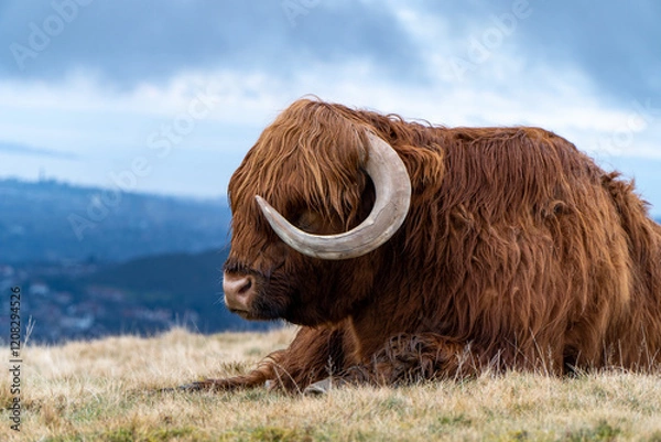 Fototapeta A majestic Highland cow with long auburn fur and curved horns rests on a grassy hilltop, overlooking a misty valley and distant cityscape under a cloudy sky.