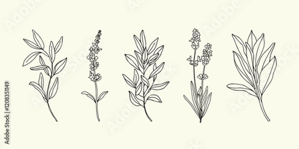 Fototapeta Vector hand painted salvia sage flower and leaves plant illustration. Modern simple outline icons, hand drawn sketch, modern simple logo design
