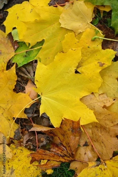 Fototapeta Autumn leaves on the ground top view close up pattern background. Maple leaves in the autumn. Colourful tree leaves laying on the ground .