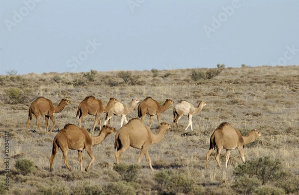 Obraz Wild feral camels in the Sturt Stony desert  South Australia.