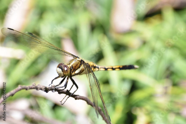 Obraz シオカラトンボのメス
