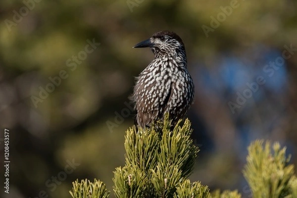 Obraz Spotted nutcracker perched on a tree