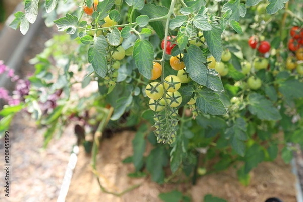 Fototapeta greenhouse tomatoes