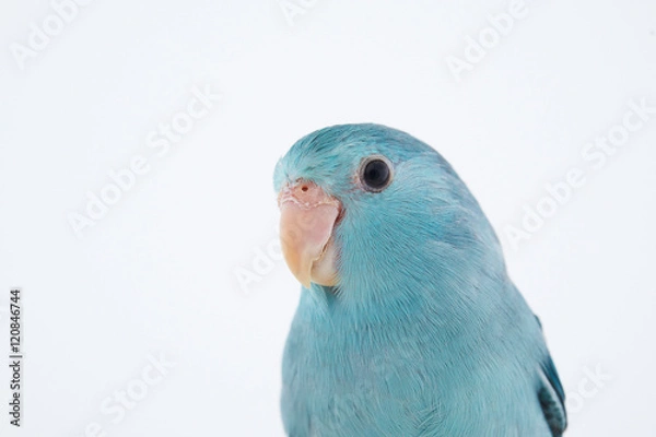 Obraz Pacific Parrotlet