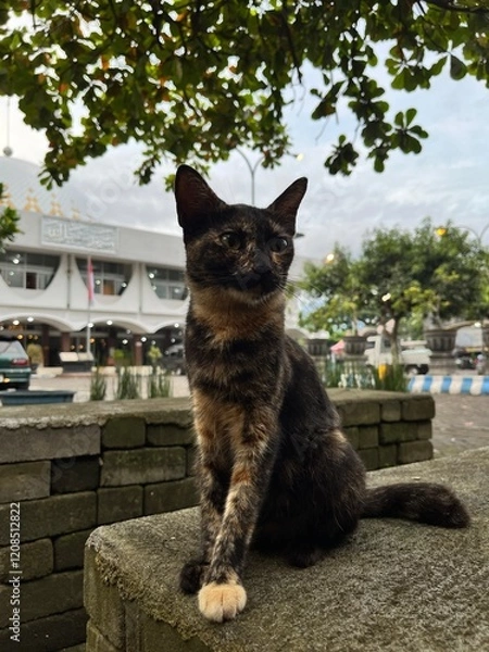 Fototapeta cute cat relaxing in front of the yard