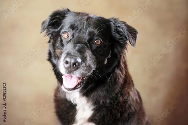 Fototapeta Australian Shepherd im Studio