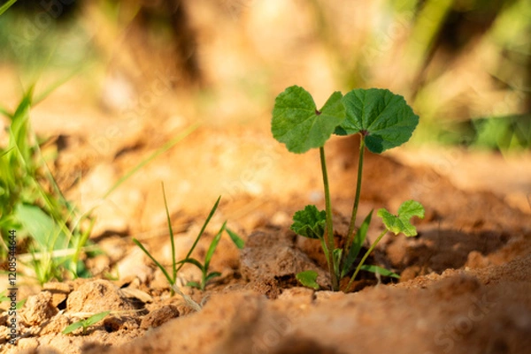Obraz Young Plant Sprouting from Moist Soil