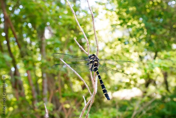 Obraz 小枝に止まるオニヤンマ