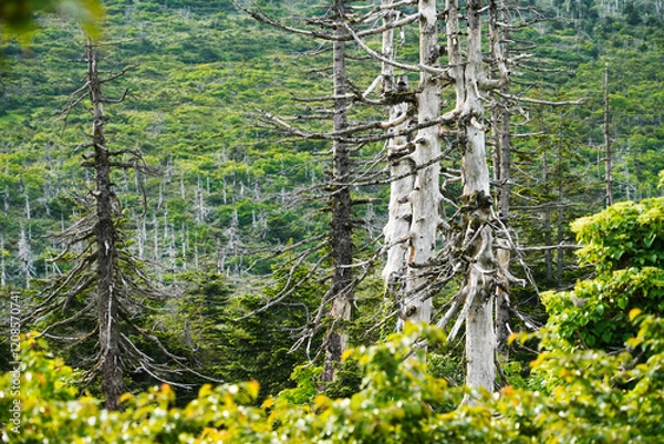 Obraz 枯れているオオシラビソ