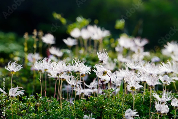 Obraz チングルマ