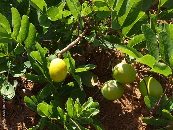 Obraz Frutos do Cerrado
