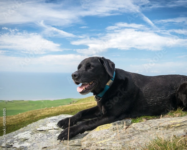 Fototapeta A happy black Labrador retriever dog enjoying the view from Black Combe in the Western Lakes