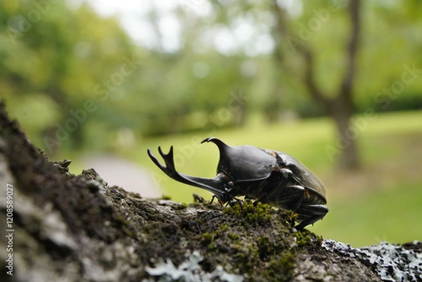 Obraz 桜の木の上のカブトムシ