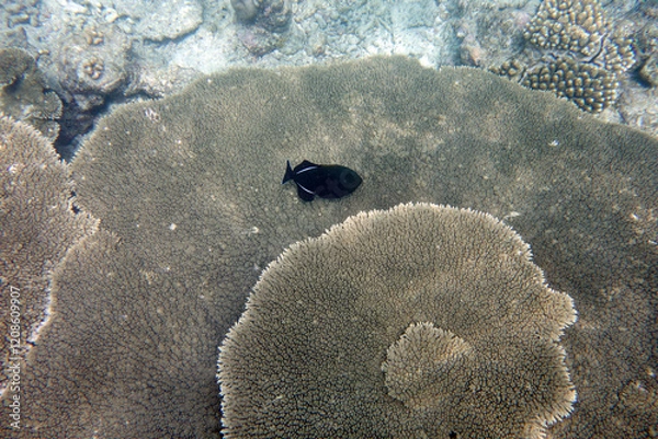 Fototapeta Beautiful large table corals,(Acropora hyacinthus) on the reef in the Maldives.
