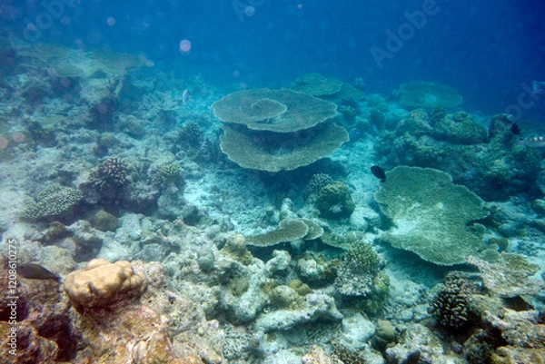Fototapeta Beautiful large table corals,(Acropora hyacinthus) on the reef in the Maldives.