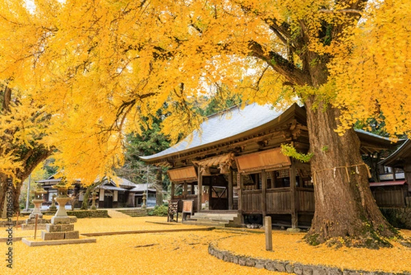Obraz 銀杏と神社
