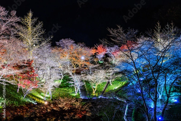 Obraz 四季桜ライトアップ