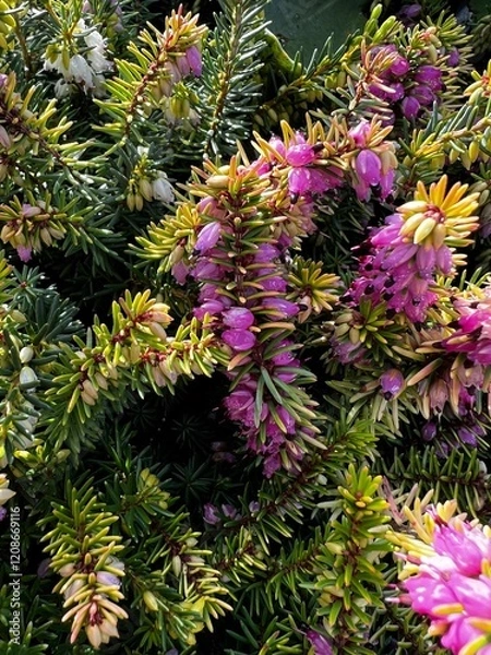 Fototapeta Close up of plant