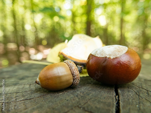 Fototapeta Chestnut and acorn in forest
