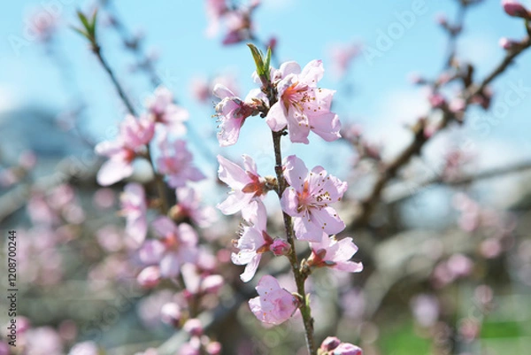 Fototapeta ももの花