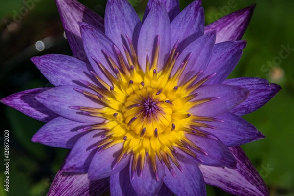 Fototapeta one purple lotus flower  in a pond - close-up