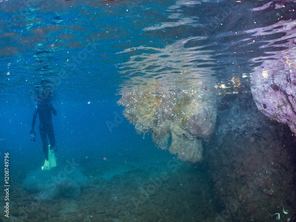 Obraz 台風で吹き寄せられた巨大な流木が浮いている。
よく見ると多くのカニやウミケムシ、カメノテなどが居着いている。
静岡県伊豆半島賀茂郡南伊豆町中木ヒリゾ浜2024年
