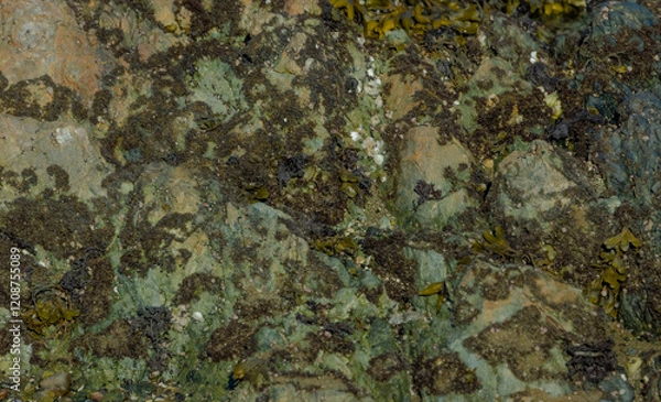 Obraz Seaweed On Stone