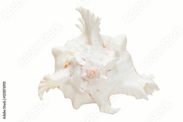 Obraz Sea shell isolated on white