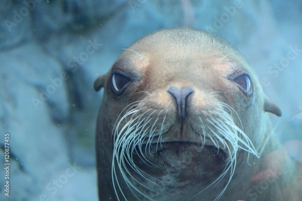 Obraz Phoque Ueno rigolo