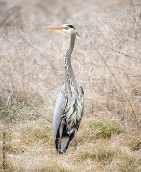 Obraz Great Blue Heron
