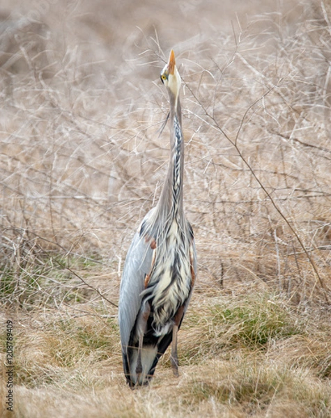 Obraz Great Blue Heron