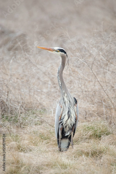 Obraz Great Blue Hero