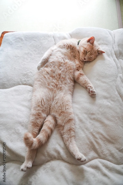 Obraz お腹を天井に向けて寝ている猫