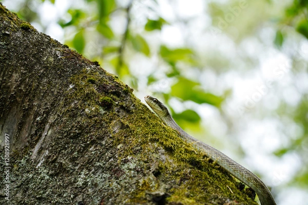 Obraz 桜の木の上でとぐろを巻くアオダイショウ