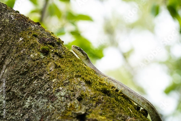 Obraz 桜の木の上でとぐろを巻くアオダイショウ