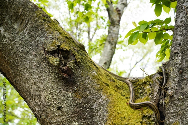 Obraz 桜の木の上でとぐろを巻くアオダイショウ