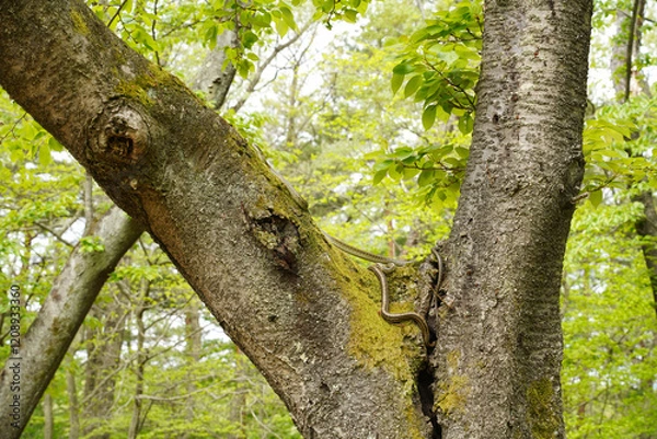 Obraz 桜の木の上でとぐろを巻くアオダイショウ