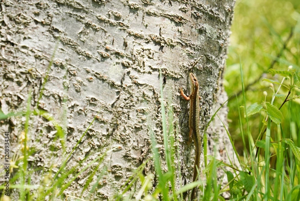 Obraz 桜の木を登っていくニホンカナヘビ