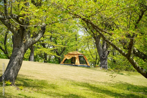 Obraz 公園の芝生にテントを張っている
