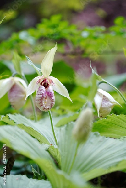 Obraz クマガイソウ